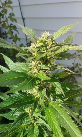 We Will Someday Grow Marijuana Legally In Florida